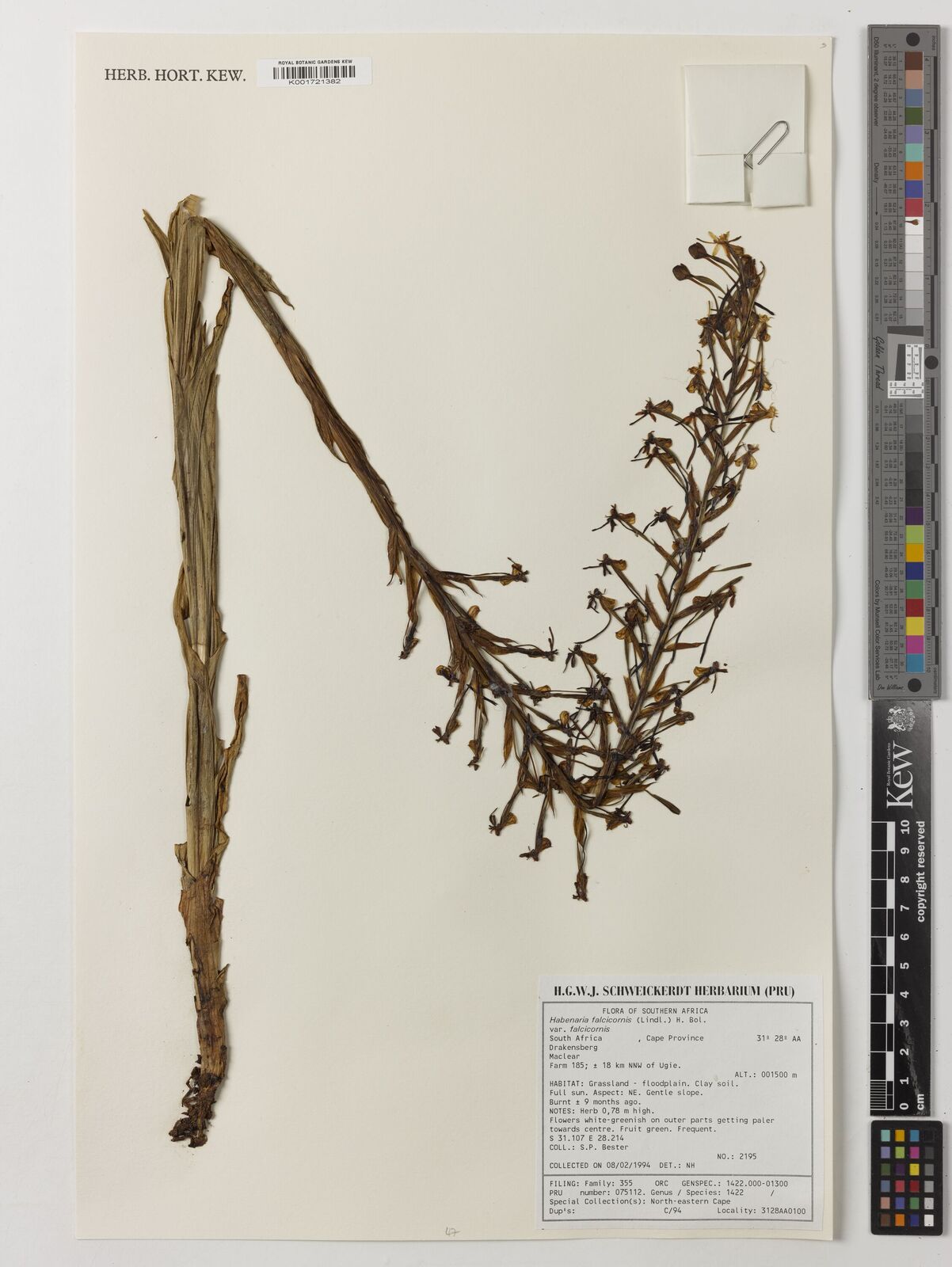 Habenaria falcicornis