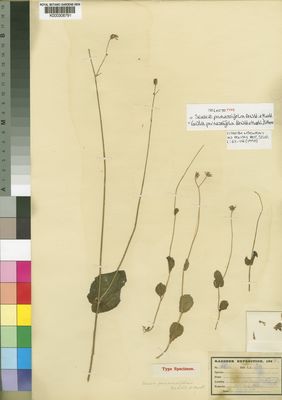 Kew Gardens K000306791:  Kassner, T. [2606] Congo, Democratic Republic of the