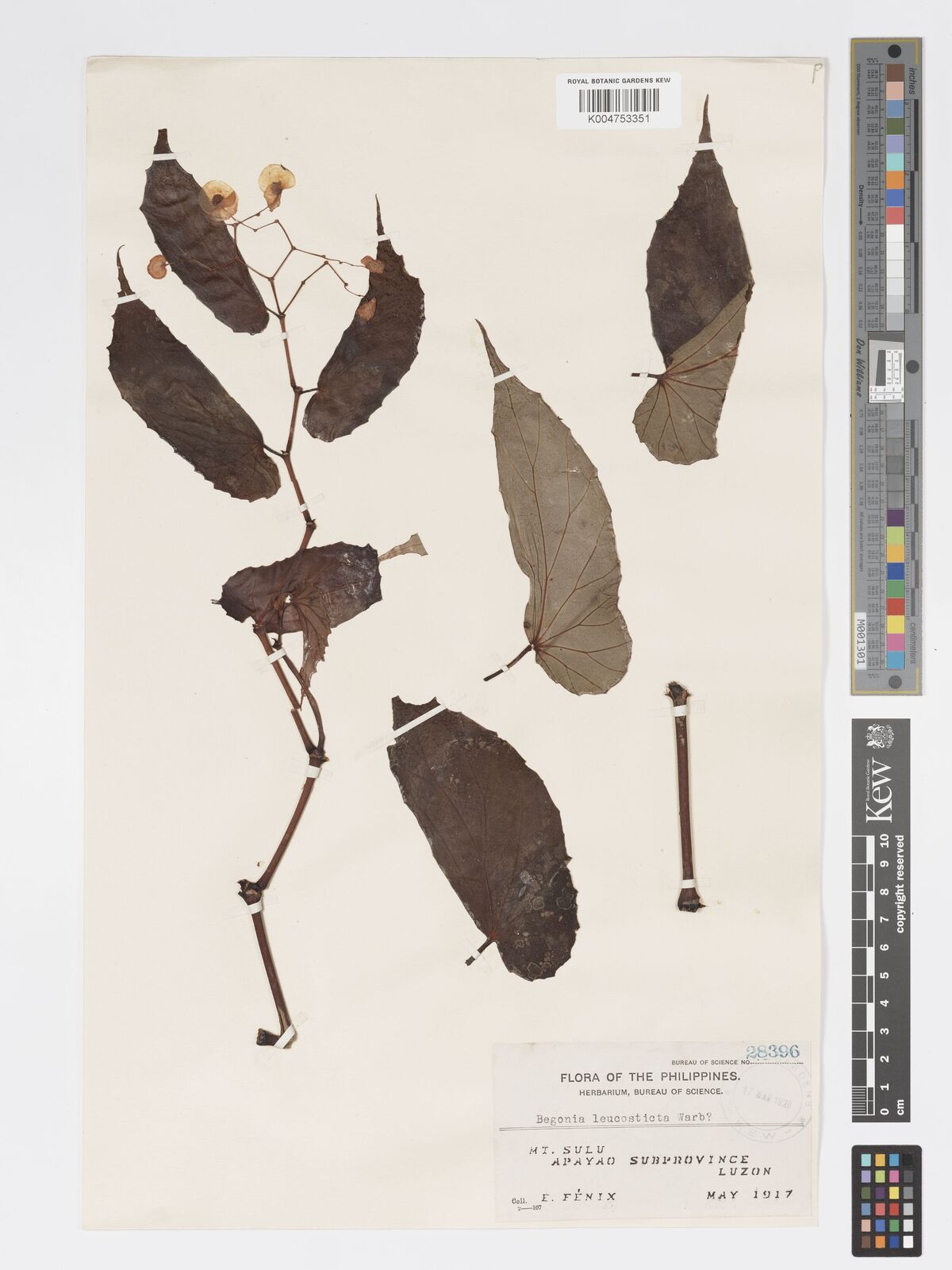 Begonia leucosticta