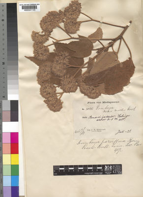 Kew Gardens K000241143:  Hildebrandt, J.M. [3095] Madagascar