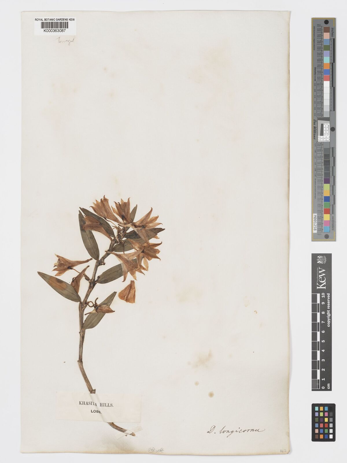 Kew Gardens K000363087:  Lobb [s.n.] India