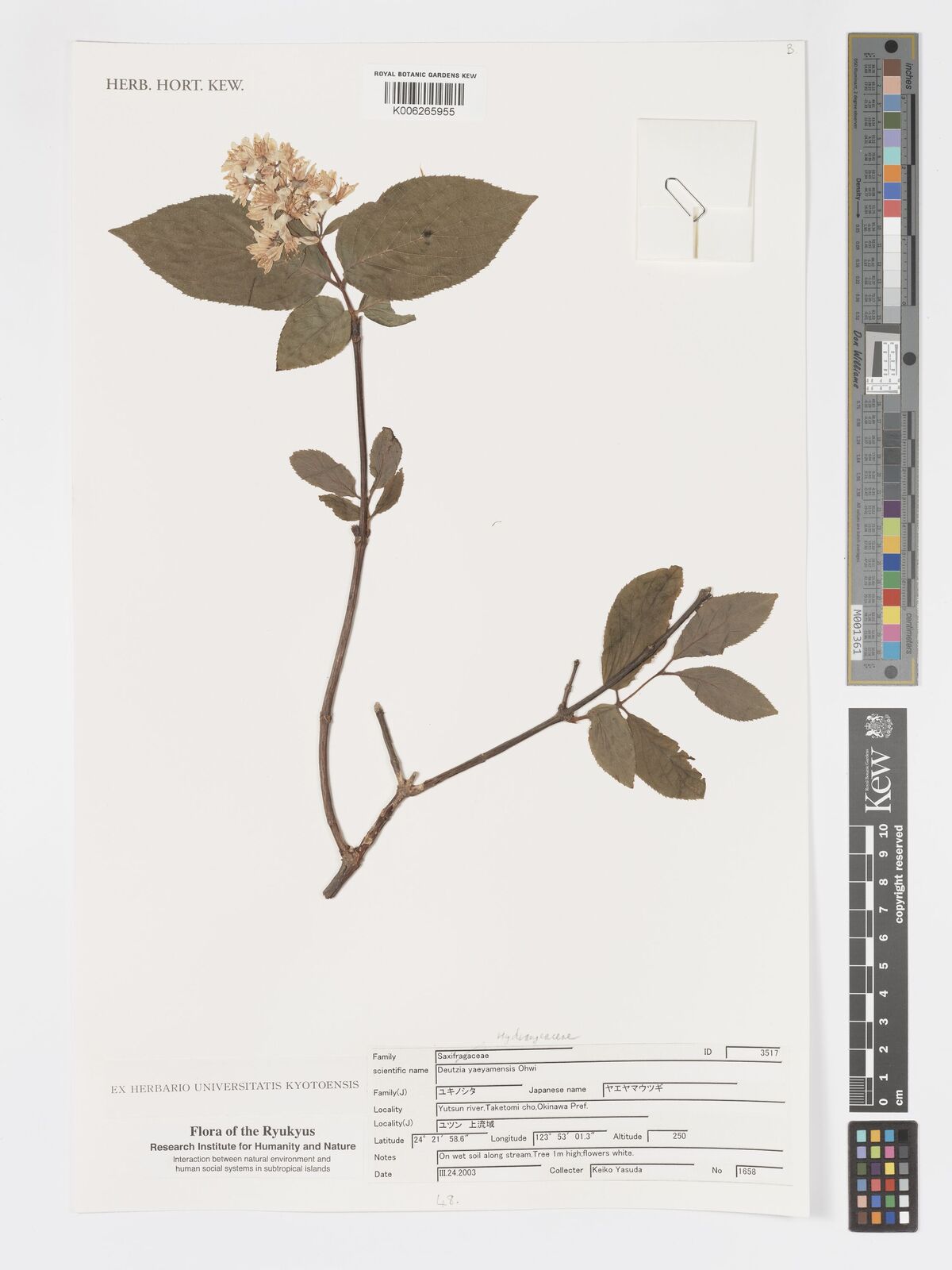 Deutzia yaeyamensis