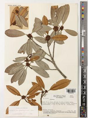 Kew Gardens K000994419:  Maguire, B.; Pires, J.M.; Maguire, C.K. [47097] French Guiana