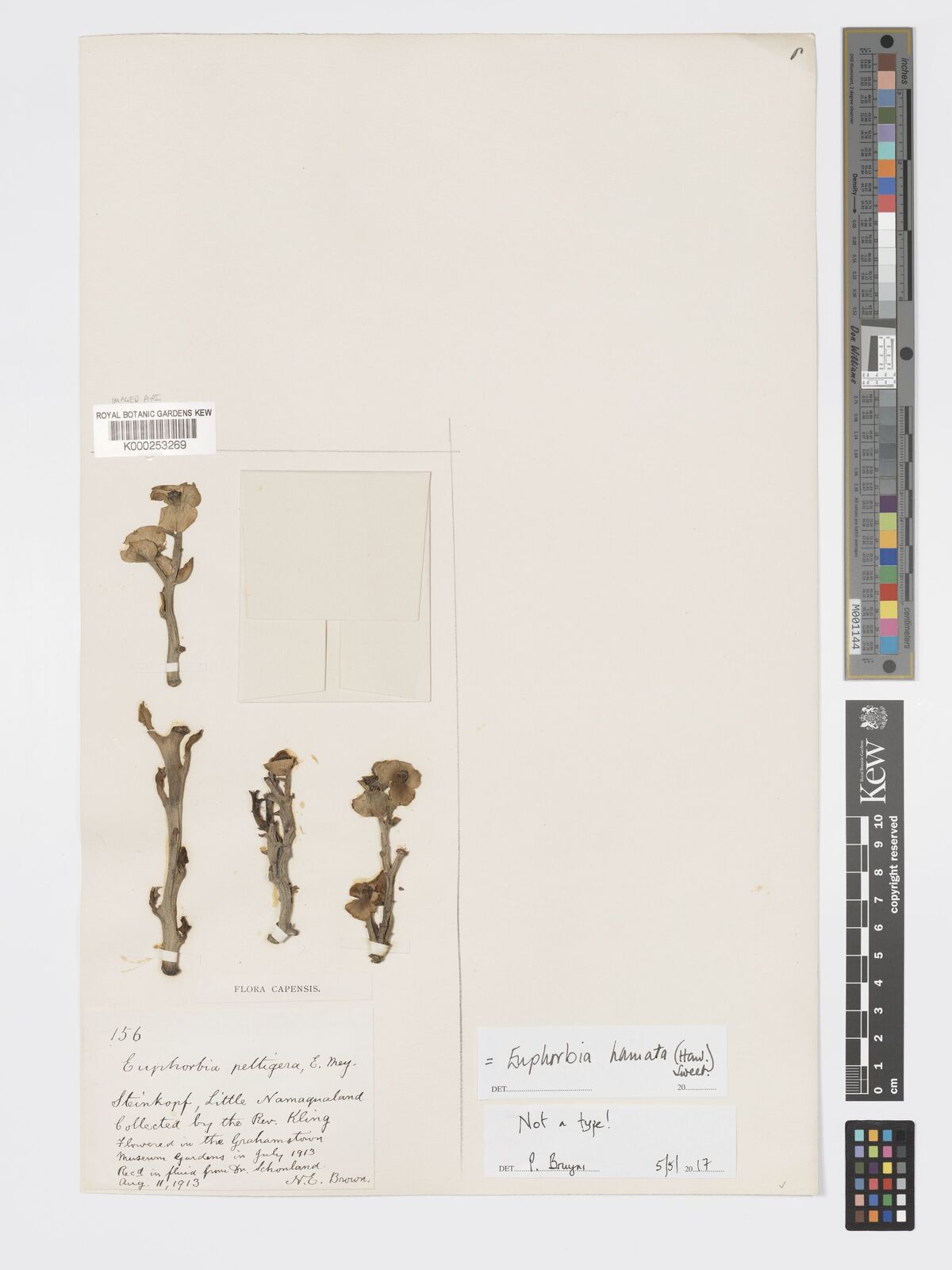 Kew Gardens K000253269:  Kling [156] South Africa