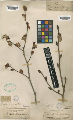 Kew Gardens K000704864:  s.coll. [593]