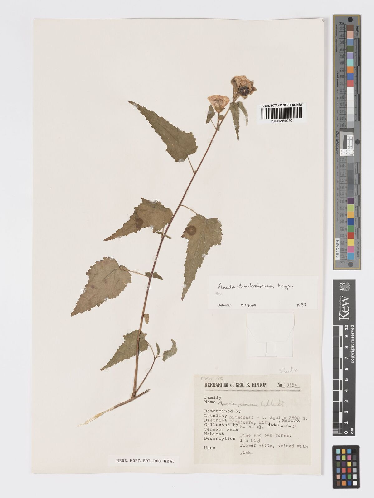 Kew Gardens K001259030:  Hinton, G.H.; et al. [13554] Mexico