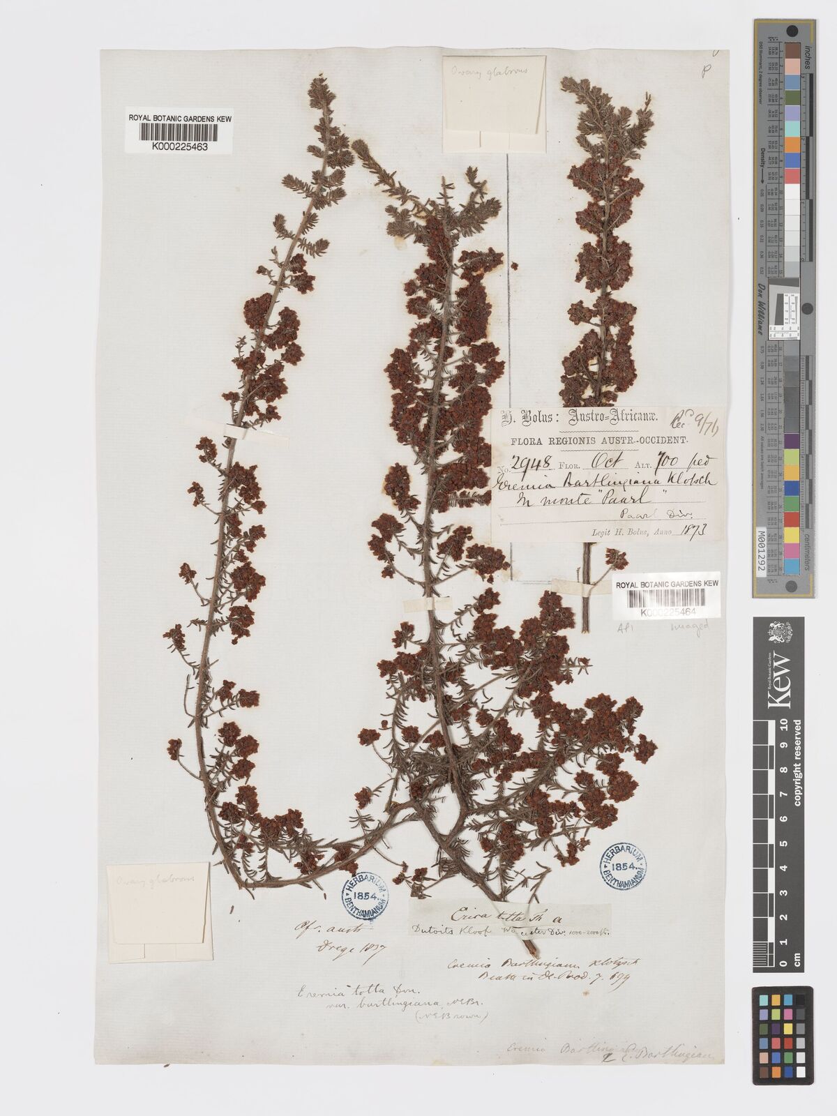Kew Gardens K000225463:  Drege [s.n.] South Africa