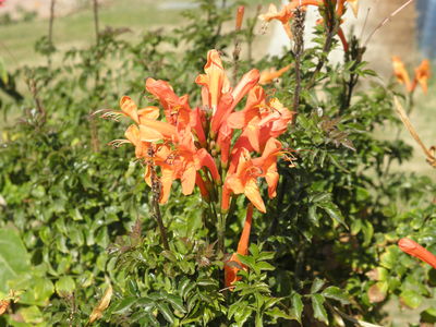 Tecomaria capensis (Thunb.) Spach | Plants of the World Online | Kew ...