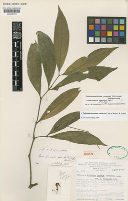 Kew Gardens K000587815:  Prance, G.T.; Philcox, D.; Rodrigues, W.A.; Ramos, J.F.; Farias, L.G. [5076] Brazil