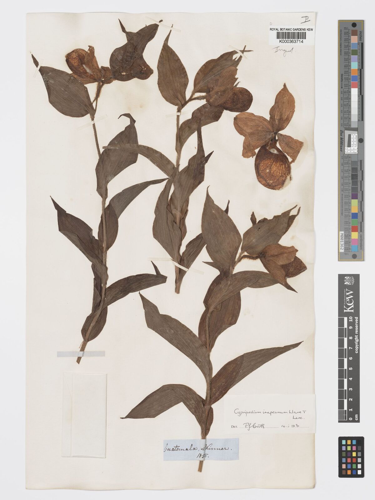 Kew Gardens K000363714:  Skinner [s.n.] Guatemala