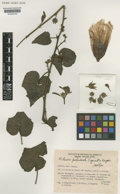 Kew Gardens K000581402:  Krapovickas, A.; Valls, J.F.; Simpson, C.; Silva, G. [40211] Brazil