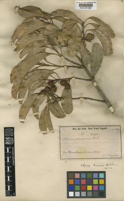 Kew Gardens K000381996:  Regnell, A.F. [III 1536] Brazil