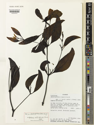 Kew Gardens K000543576:  van der werff, H.; Gray, B.; Ronquillo, J.C.; Quizhpe, W. [19534] Ecuador