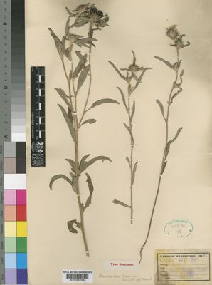 Kew Gardens K000252284:  Kassner [2592] Congo, Republic of the