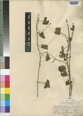 Kew Gardens K000097276:  Kuntze, O. [s.n.] South Africa