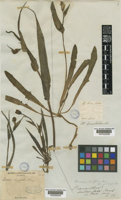 Kew Gardens K000222239:  Cruckshanks [s.n.] Peru