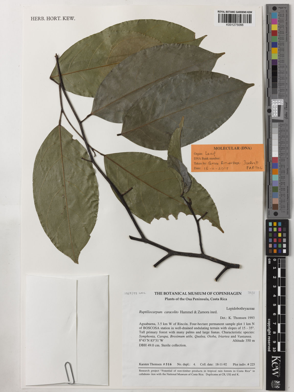 Lepidobotryaceae J.Léonard | Plants Of The World Online | Kew Science