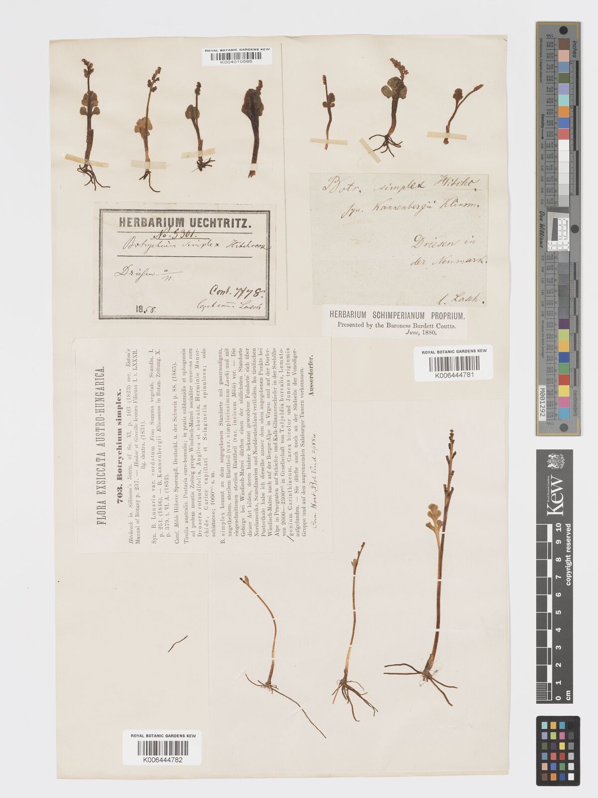 Ophioglossum simplex