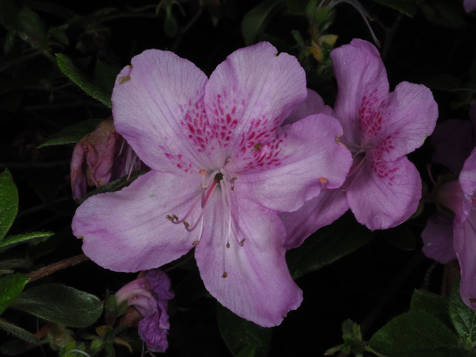 Rhododendron yedoense f. poukhanense (H.Lév.) Sugim. ex T.Yamaz ...