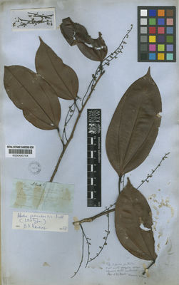 Kew Gardens K000485764:  s.coll. [2763]