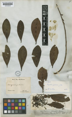 Kew Gardens K000528208:  Ruiz [s.n.] Peru