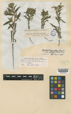 Kew Gardens K000449419:  s.coll. [62]