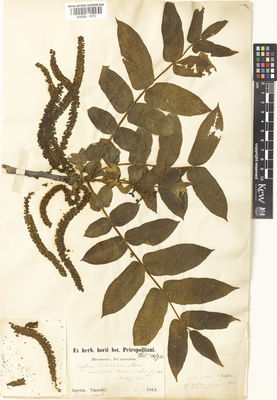 Kew Gardens K000880870:  Maximowicz, C.J. [s.n.] Japan