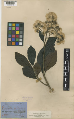 Kew Gardens K000372518:  Beddome, R. [s.n.] India