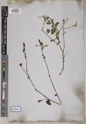 Kew Gardens K001115864:  s.coll. [Cat. no. 2401]