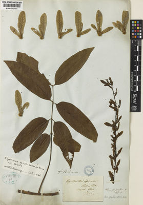 Kew Gardens K000442185:  Blume, C.L.von [s.n.] Indonesia