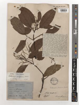 Kew Gardens K001579033:  Ridley, H.N. [1593] Malaysia