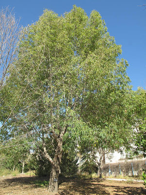 Fraxinus uhdei (Wenz.) Lingelsh. | Plants of the World Online | Kew Science