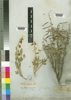 Kew Gardens K000413297:  Drege [s.n.] South Africa