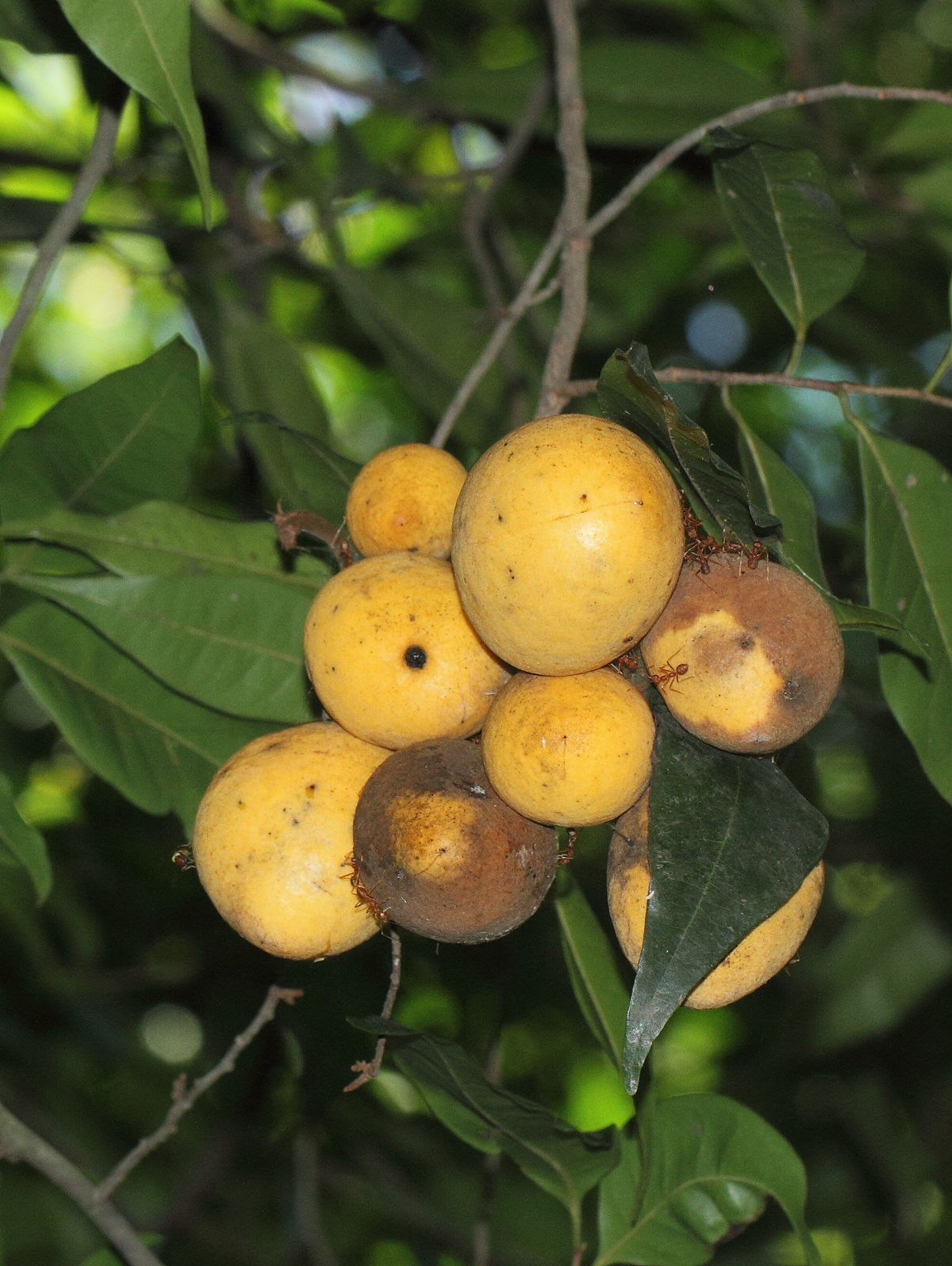 Alphonsea hortensis H.Huber | Plants of the World Online | Kew Science