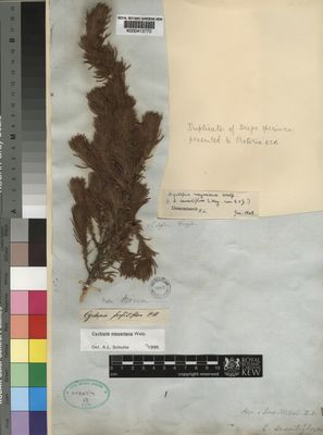 Kew Gardens K000413770:  Drege [s.n.] South Africa