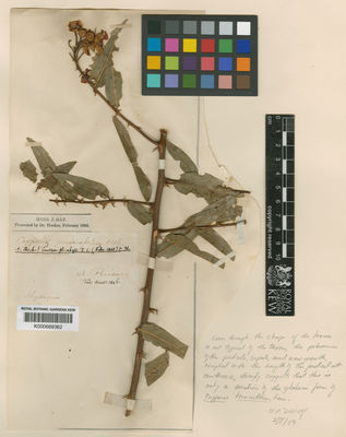 Kew Gardens K000669362:  [Richacy, A.] [s.n.] Eritrea