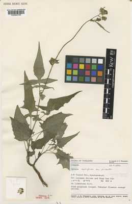 Kew Gardens K000843768:  Geesink, R.; Phengkhlai, C. [6235] Thailand