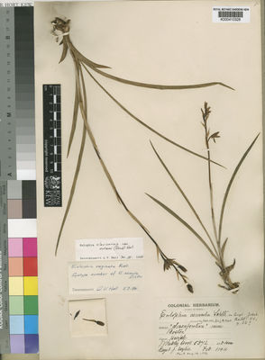 Kew Gardens K000410328:  Wylie, J. [s.n.] South Africa