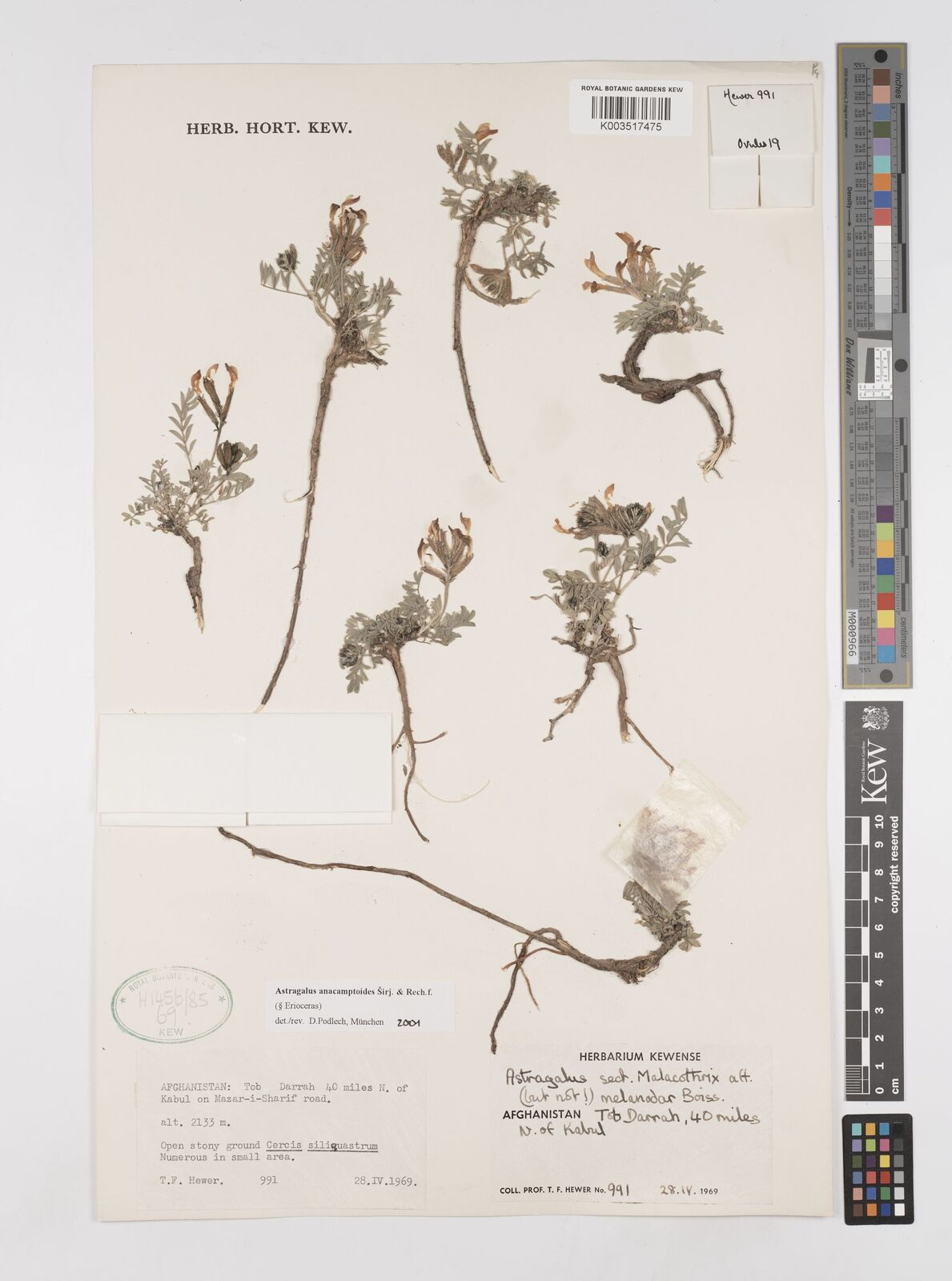 Astragalus anacamptoides