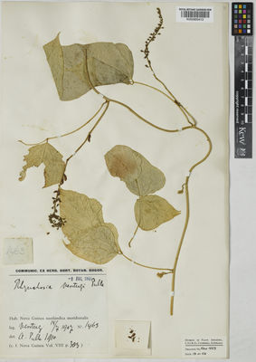 Kew Gardens K000900412:  Versteeg, G.M. [1463] Papua New Guinea