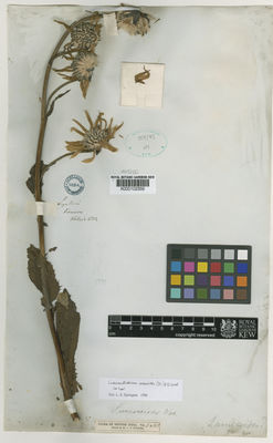 Kew Gardens K000102359:  Wallich [s.n.] India