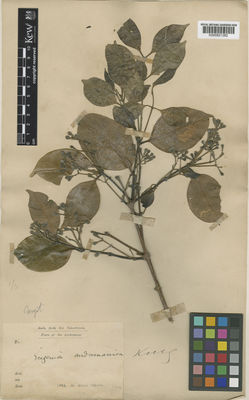 Kew Gardens K000821382:  King's collector [s.n.] India