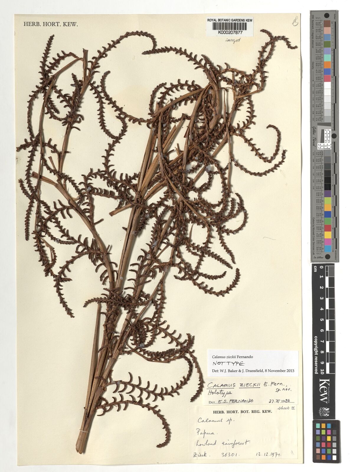 Kew Gardens K000207877:  Zieck, J.F.U. [NGF36301] Papua New Guinea