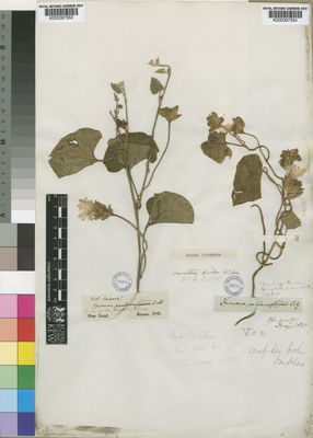 Kew Gardens K000097354:  Drege [s.n.] South Africa