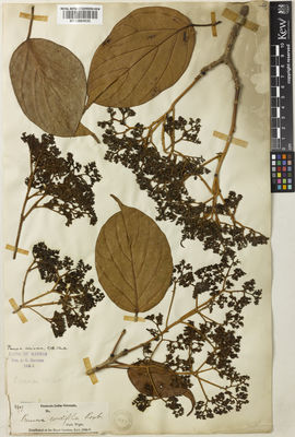 Kew Gardens K000884635:  s.coll. [2309] India