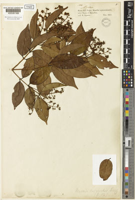 Kew Gardens K000261568:  Spruce, R. [1904] Brazil