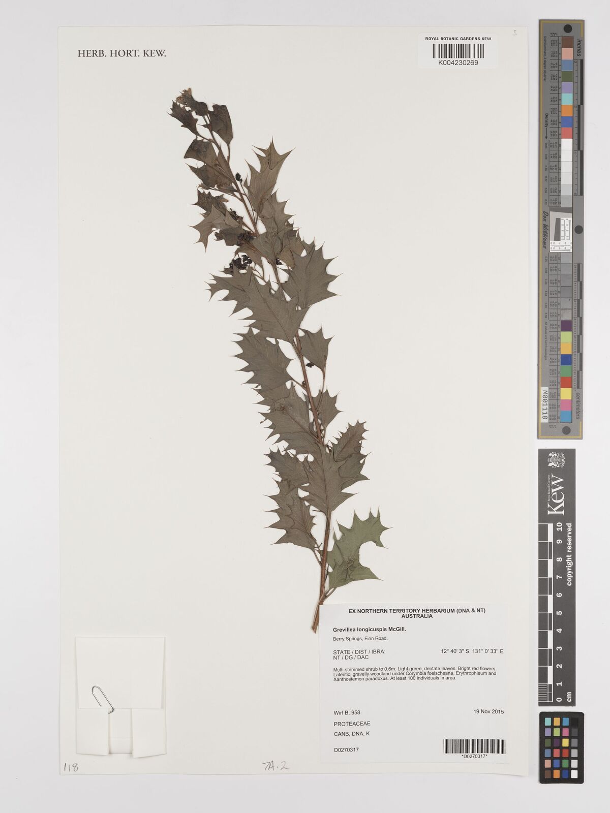 Grevillea longicuspis