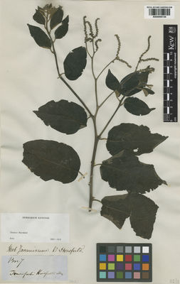 Kew Gardens K000998146:  Horsfied, T. [s.n.] Indonesia