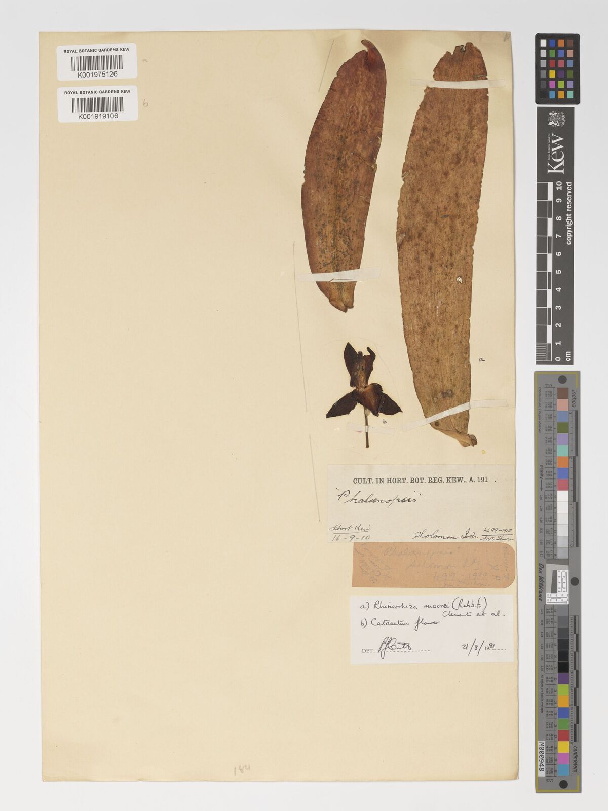 Rhinerrhizopsis