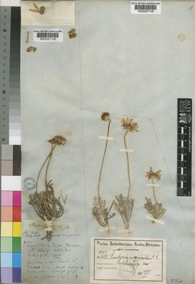 Kew Gardens K000307145:  Drege [s.n.] South Africa